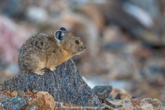 American Pika 016