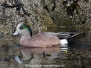 American Wigeon
