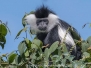 Angolan Colobus Monkey
