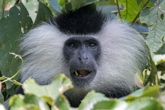 Angolan Colobus Monkey 023