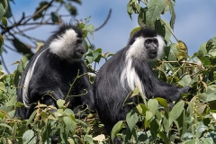 Angolan Colobus Monkey 027