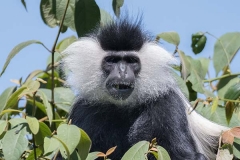 Angolan Colobus Monkey 032
