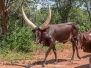 Ankole-Watusi