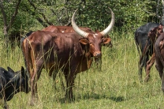 Ankole-Watusi 003