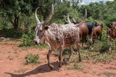 Ankole-Watusi 004