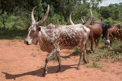 Ankole-Watusi 006