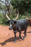 Ankole-Watusi 008