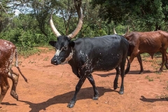 Ankole-Watusi 009