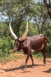 Ankole-Watusi 011