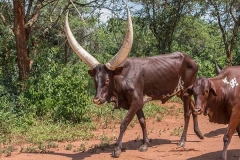 Ankole-Watusi 013