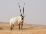Arabian Oryx