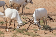 Arabian Oryx 006