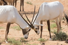 Arabian Oryx 009