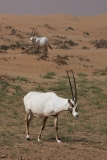 Arabian Oryx 012