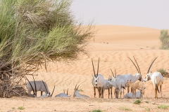 Arabian Oryx 015