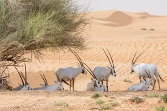 Arabian Oryx 025