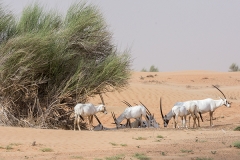Arabian Oryx 034