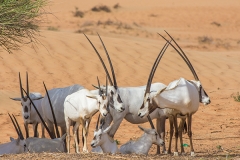 Arabian Oryx 038