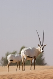 Arabian Oryx 044