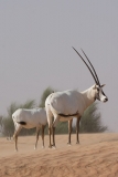 Arabian Oryx 045
