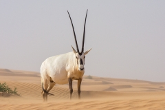 Arabian Oryx 052