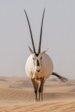 Arabian Oryx 054