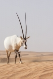 Arabian Oryx 055