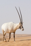 Arabian Oryx 056