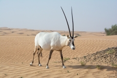 Arabian Oryx 068