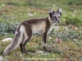 Arctic Fox