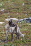 Arctic Fox 015