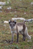 Arctic Fox 016