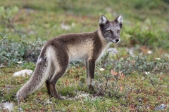 Arctic Fox 017