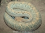 Aruba Island Rattlesnake