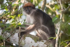 Ashy Red Colobus 003