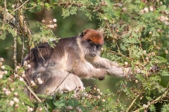Ashy Red Colobus 011