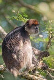 Ashy Red Colobus 014