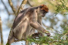 Ashy Red Colobus 015