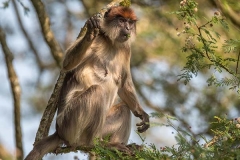 Ashy Red Colobus 016