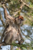 Ashy Red Colobus 018