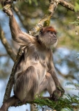 Ashy Red Colobus 019