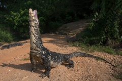 Asian Water Monitor 003