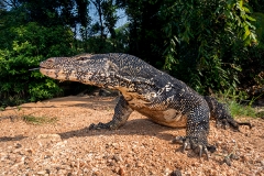 Asian Water Monitor 004