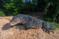 Asian Water Monitor 007