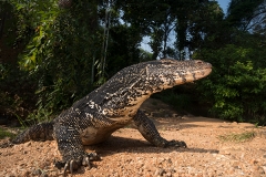 Asian Water Monitor 008