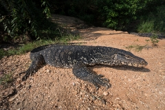 Asian Water Monitor 009