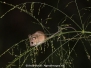 Asiatic Long-tailed Climbing Mouse