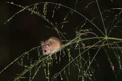 Asiatic Long-Tailed Climbing Mouse 001