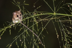 Asiatic Long-Tailed Climbing Mouse 003