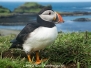 Atlantic Puffin